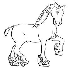 Horse 12